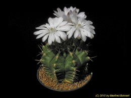 Gymnocalycium damsii v. 222